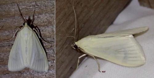 Réf. 215 646 : Sitochroa palealis